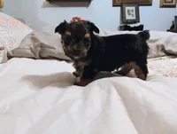 Noah , a male Morkie for sale in Selma, NC – 2 of 5