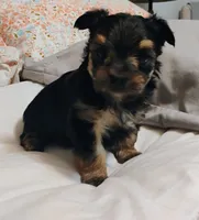 Noah , a male Morkie for sale in Selma, NC – 4 of 5