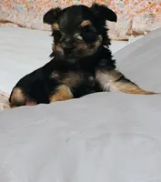 Noah , a male Morkie for sale in Selma, NC – 5 of 5