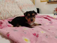 Isabella, a female Morkie for sale in Selma, NC – 2 of 4