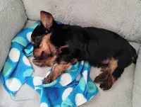 Nicholas , a male Yorkshire Terrier for sale in Selma, NC – 2 of 3