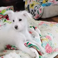 Abbey, a female Morkie for sale in Selma, NC – Photo 3 of 10