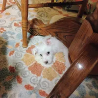 Abbey, a female Morkie for sale in Selma, NC – Photo 10 of 10