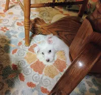 processed/41d53f8a-cd5d-4d43-81f0-e053c1f21bd4/listing/e2aa92f3-72bc-44a3-8abc-c1c3c54db88d/67b97a76-de22-4ba3-8626-15286457d456