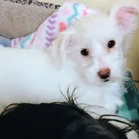 Abbey, a female Morkie for sale in Selma, NC – Photo 6 of 10