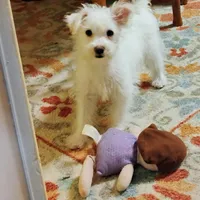 Abbey, a female Morkie for sale in Selma, NC – Photo 5 of 10
