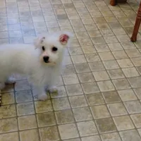 Abbey, a female Morkie for sale in Selma, NC – Photo 9 of 10