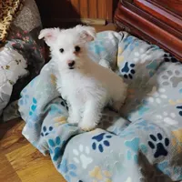 Abbey, a female Morkie for sale in Selma, NC – Photo 7 of 10