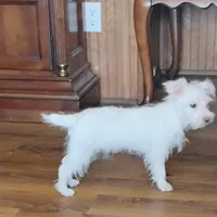 Abbey, a female Morkie for sale in Selma, NC – Photo 2 of 10