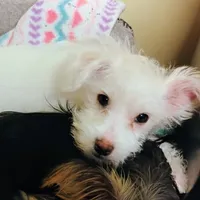 Abbey, a female Morkie for sale in Selma, NC – Photo 8 of 10