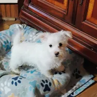 Abbey, a female Morkie for sale in Selma, NC – Photo 4 of 10