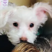 Abbey, a female Morkie for sale in Selma, NC – Photo 1 of 10