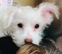 processed/41d53f8a-cd5d-4d43-81f0-e053c1f21bd4/listing/e2aa92f3-72bc-44a3-8abc-c1c3c54db88d/ff08a4c9-6c49-4c3b-bcdc-fb12ddb90a9d