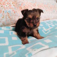 Ruby, a female Morkie for sale in Selma, NC – Photo 3 of 4
