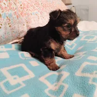 Ruby, a female Morkie for sale in Selma, NC – Photo 4 of 4