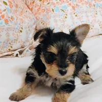 Ruby, a female Morkie for sale in Selma, NC – Photo 2 of 4
