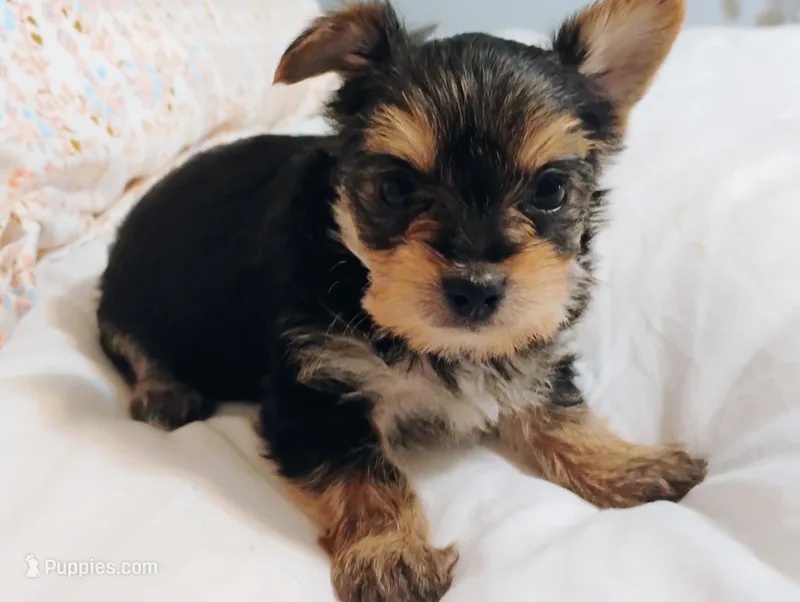 Ruby – Morkie puppy for sale in Selma, NC