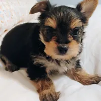 Ruby, a female Morkie for sale in Selma, NC – Photo 1 of 4