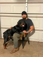 Midas, a male Rottweiler for sale in Georgetown, KY – Photo 2 of 2