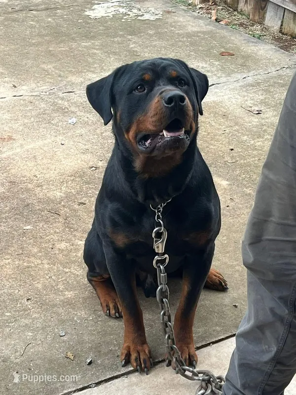 Midas, a male Rottweiler for sale in Georgetown, KY – Photo 1 of 2