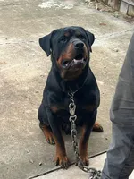 Midas, a male Rottweiler for sale in Georgetown, KY – Photo 1 of 2
