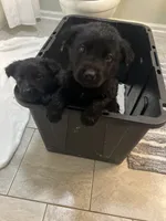 No Name, a male German Shepherd Dog and Labrador Retriever for sale in Georgetown, KY – Photo 3 of 3