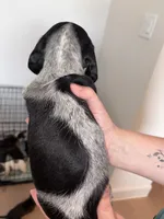Cowgirl, a female Dachshund for sale in Liberty Hill, TX – 5 of 5