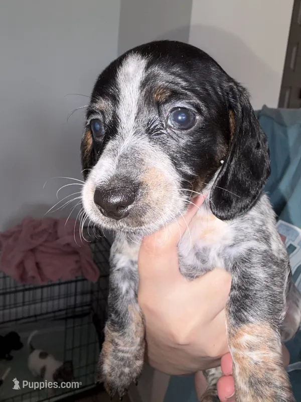 Cowgirl – Dachshund puppy for sale in Liberty Hill, TX
