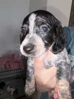 Cowgirl, a female Dachshund for sale in Liberty Hill, TX – 1 of 5