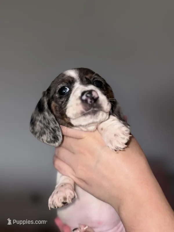 Pibble – Dachshund puppy for sale in Liberty Hill, TX