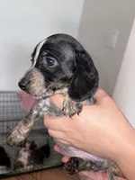 Cowgirl, a female Dachshund for sale in Liberty Hill, TX – 2 of 5
