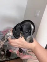Cowgirl, a female Dachshund for sale in Liberty Hill, TX – 4 of 5