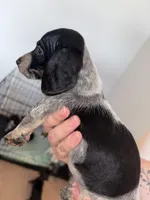 Cowgirl, a female Dachshund for sale in Liberty Hill, TX – 3 of 5