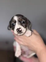 Pibble, a female Dachshund for sale in Liberty Hill, TX – 2 of 4