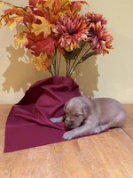 Miss Orange, a female Golden Retriever for sale in Geneseo, NY – 1 of 9
