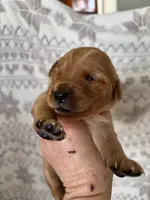 Miss Light Pink, a female Golden Retriever for sale in Geneseo, NY – Photo 1 of 3