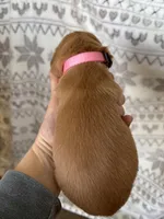 Miss Light Pink, a female Golden Retriever for sale in Geneseo, NY – Photo 3 of 3