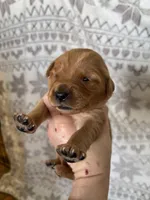 Miss Light Pink, a female Golden Retriever for sale in Geneseo, NY – Photo 2 of 3