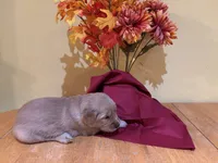 Miss Purple, a female Golden Retriever for sale in Geneseo, NY – 5 of 9