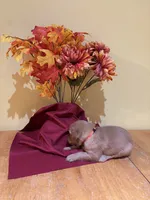Miss Orange, a female Golden Retriever for sale in Geneseo, NY – 3 of 9