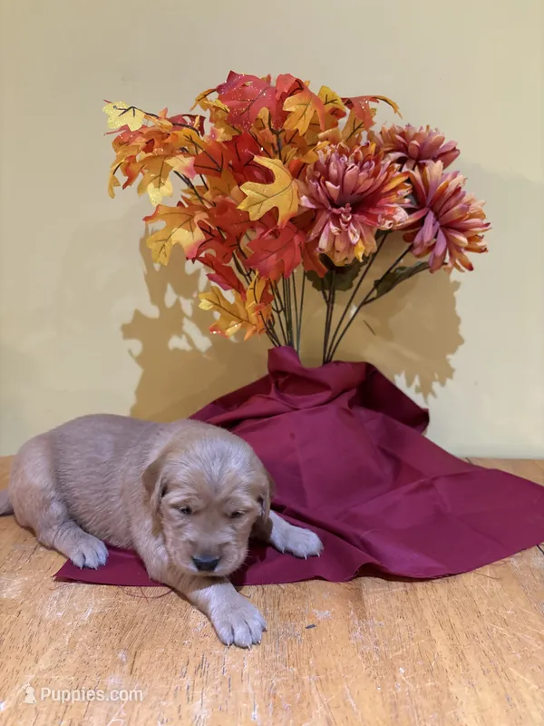 Miss Red – Golden Retriever puppy for sale in Geneseo, NY