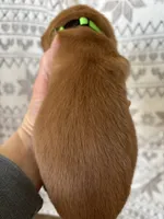 Mr Lime Green, a male Golden Retriever for sale in Geneseo, NY – Photo 6 of 6