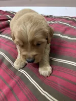 Mr Lime Green, a male Golden Retriever for sale in Geneseo, NY – Photo 2 of 6