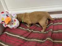 Mr Lime Green, a male Golden Retriever for sale in Geneseo, NY – Photo 1 of 6