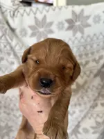 Mr Lime Green, a male Golden Retriever for sale in Geneseo, NY – Photo 4 of 6