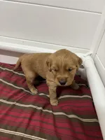 Mr Lime Green, a male Golden Retriever for sale in Geneseo, NY – Photo 3 of 6