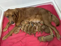 Miss Lavender, a female Golden Retriever for sale in Geneseo, NY – 8 of 9