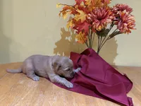 Miss Light Blue, a female Golden Retriever for sale in Geneseo, NY – 5 of 9