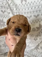 Mr Orange, a male Golden Retriever for sale in Geneseo, NY – Photo 4 of 6