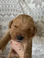 Mr Orange, a male Golden Retriever for sale in Geneseo, NY – Photo 5 of 6